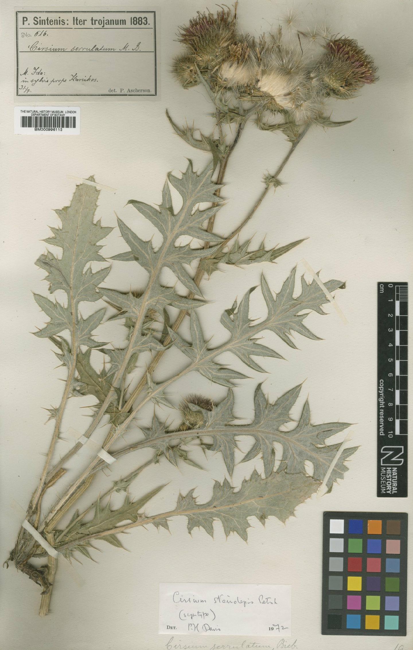 To NHMUK collection (Cirsium steirolepis Petr.; Syntype; NHMUK:ecatalogue:475789)