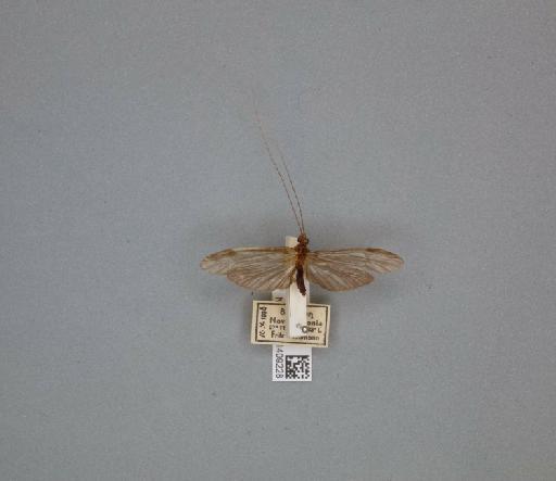 Triplectides gracilis (Burmeister, 1839) - 014409228_261460_1757913