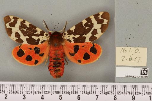 Arctia caja (Linnaeus, 1758) - NHMUK_010419849_a_532815