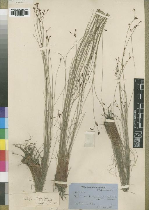 Bulbostylis oritrephes (Ridl.) C.B.Clarke - BM000922570