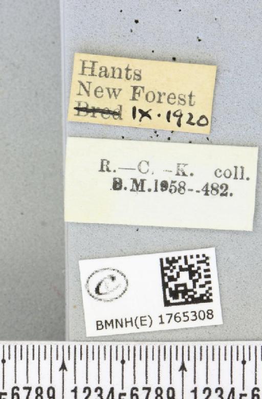 Chloroclysta siterata (Hufnagel, 1767) - BMNHE_1765308_label_346539