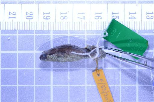 Callulops humicola compta (Zweifel, 1972) - Image of specimen 1961.855