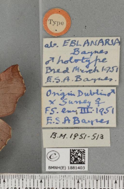 Selenia dentaria ab. eblanaria Baynes, 1952 - BMNHE_1881403_label_446710