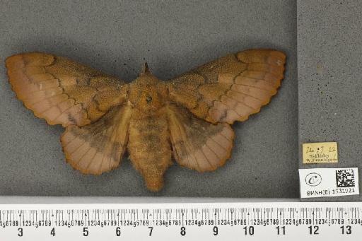 Gastropacha quercifolia (Linnaeus, 1758) - BMNHE_1531921_198745