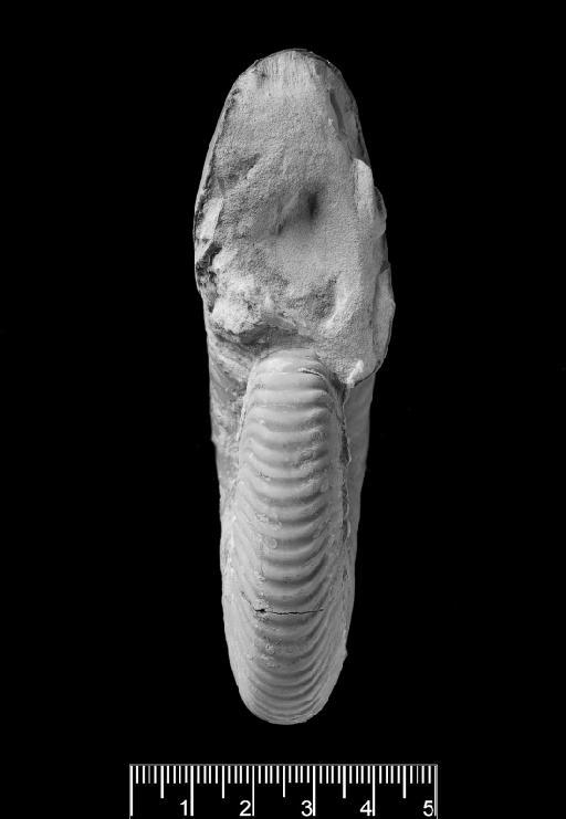 Deshayesites callidiscus Casey, 1964 - PI OR 48836