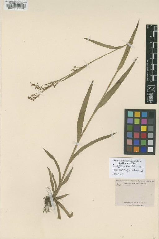 Luzula effusa var. chinensis (N.E.Br.) K.F.Wu - BM000572610