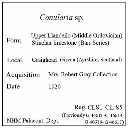 Conularia Sowerby, 1821 - CL 81-CL 85. Conularia (label)