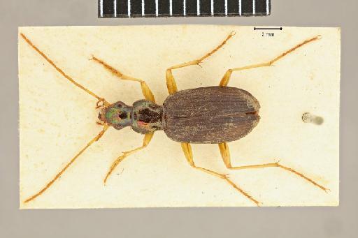 Chlaenius nigripennis Chaudoir, 1856 - 2017-03-28 10-50-47 (C)-Chlaenius-nigripennis-NHMUK010580574