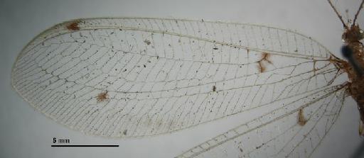 Leucochrysa dolichocera Navás - Allochrysa dolichocera BMNHE 1241761 wing left fore