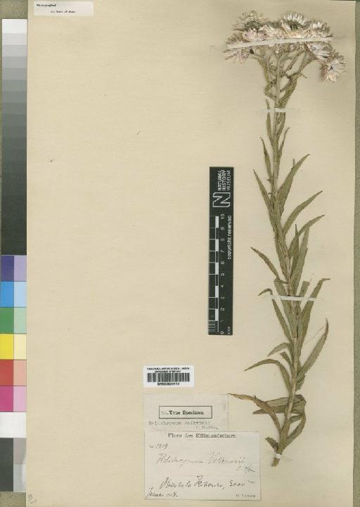 Helichrysum formosissimum var. volkensii (O.Hoffm.) Hedberg - BM000924118
