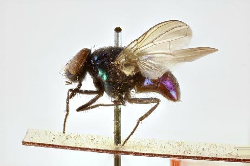 Microdon (Microdon) fumipennis Hull, 1944 - Neomyia fumipennis HT lateral