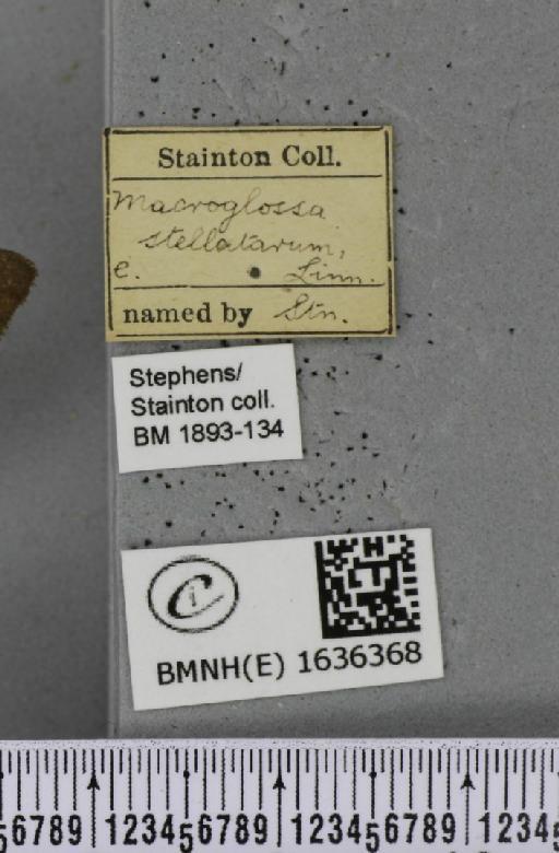 Macroglossum stellatarum (Linnaeus, 1758) - BMNHE_1636368_label_206087