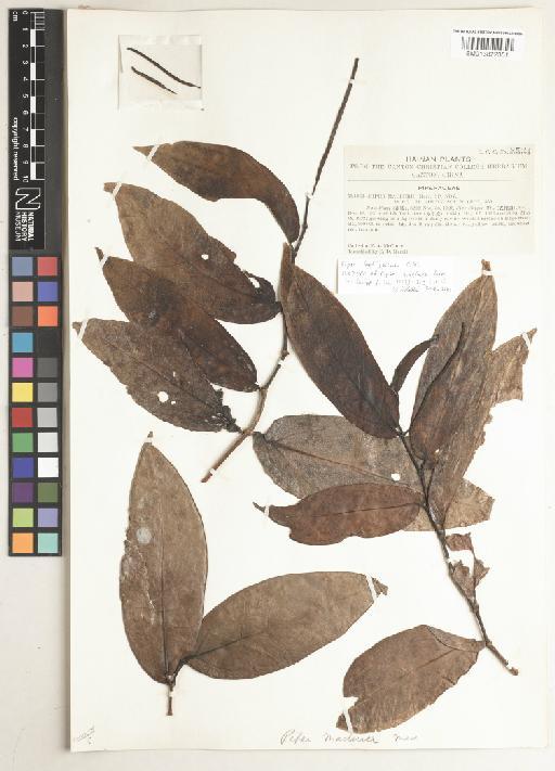 Piper laetispicum C.DC. - BM013822351