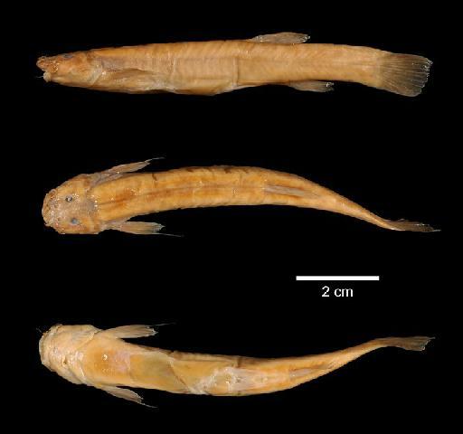 Trichomycterus goeldii Boulenger, 1896 - 1896.7.4.7-8a; Trichomycterus goeldii; type; ACSI Project image