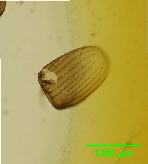 Coenobius Suffrian, 1857 - 010131379__2016_04_14_s12