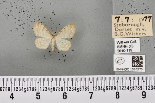 Idaea fuscovenosa (Goeze, 1781) - BMNHE_1590270_297548