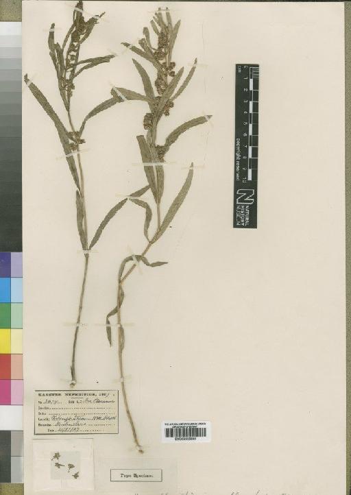 Xysmalobium rhodesianum Moore - BM000925839