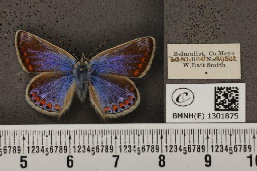 Polyommatus icarus mariscolore (Kane, 1893) - BMNHE_1301875_135741