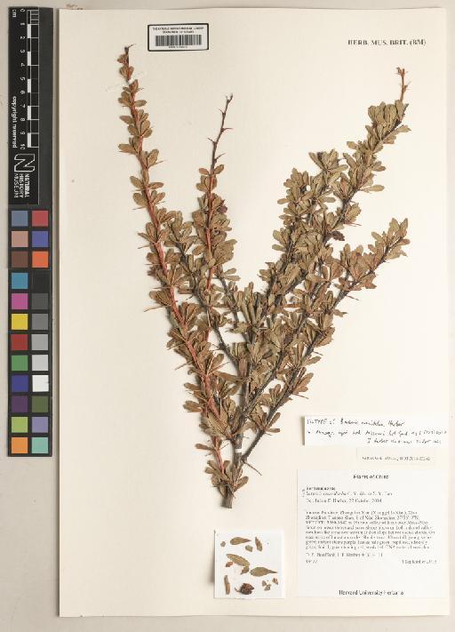 Berberis nanifolia Harber - BM001190939a