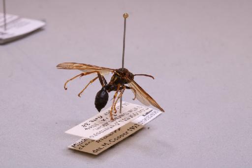 Mischocyttarus chanchamayoensis Richards, 1978 - 013632806_additional_1