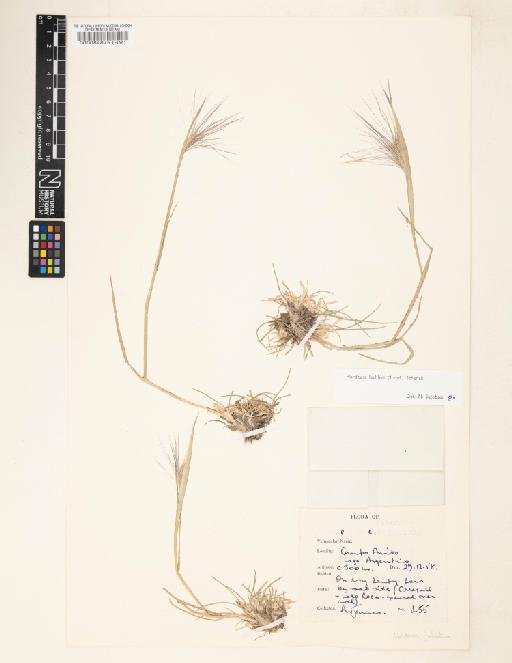 Hordeum lechleri (Steud.) Schenck - 000084875