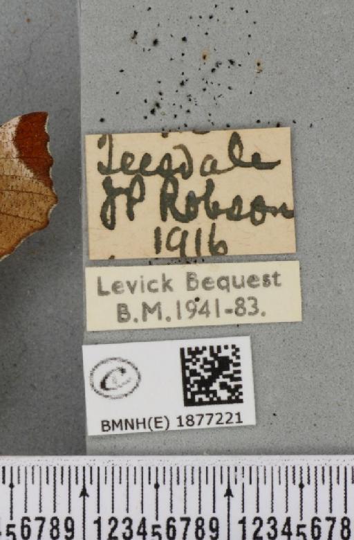 Selenia lunularia ab. sublunaria Stephens, 1829 - BMNHE_1877221_label_448197