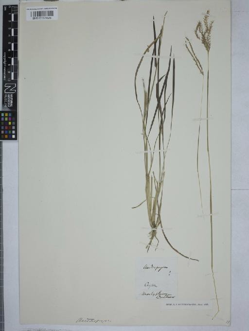 Dimeria gracilis Nees ex Steud. - 012551026