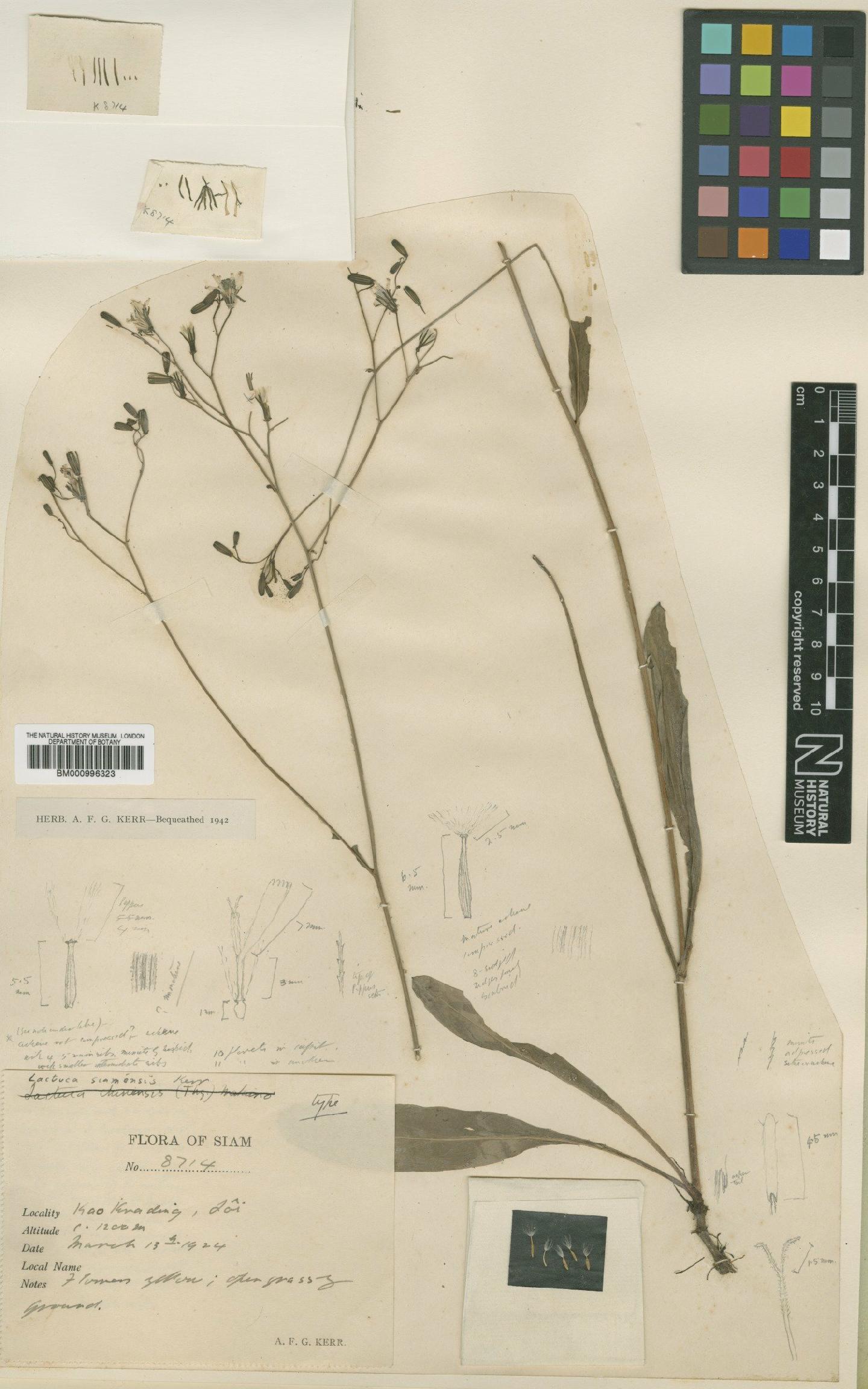 To NHMUK collection (Lactuca siamensis Kerr; Type; NHMUK:ecatalogue:481818)