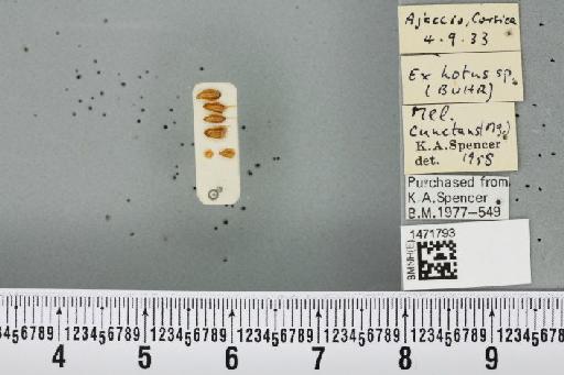 Melanagromyza cunctans (Meigen, 1830) - BMNHE_1471793_45281