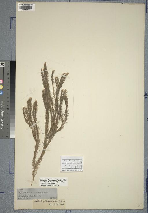 Lycopodium verticillatum L. - Spruce - BM000777199