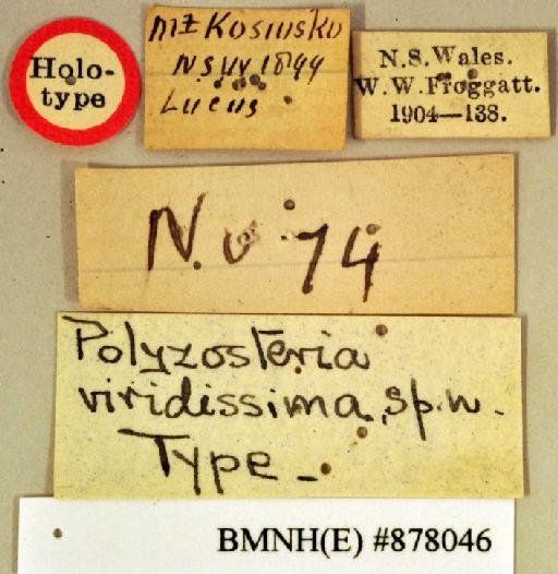 Polyzosteria viridissima Shelford, 1909 - Polyzosteria viridissima Shelford, 1909, unsexed, holotype, labels. Photographer: Heidi Hopkins. BMNH(E)#878046