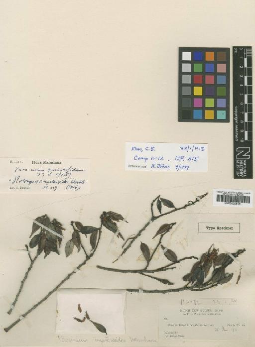 Vaccinium quinquefidum J.J.Sm. - BM000996491