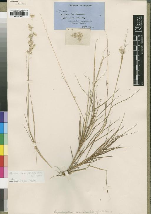 Melinis repens subsp. repens (Willd.) Zizka - BM000923267