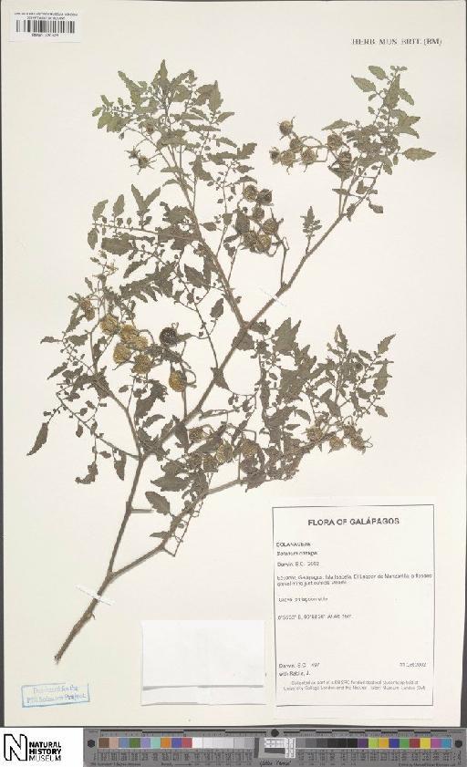 Solanum cheesmaniae (L.Riley) Fosberg × S. galapagense S.C.Darwin & Peralta - BM001120125