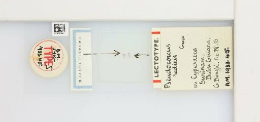 Dysmicoccus radicis Green, 1933 - 013552341_117311_1098787_157803_Type