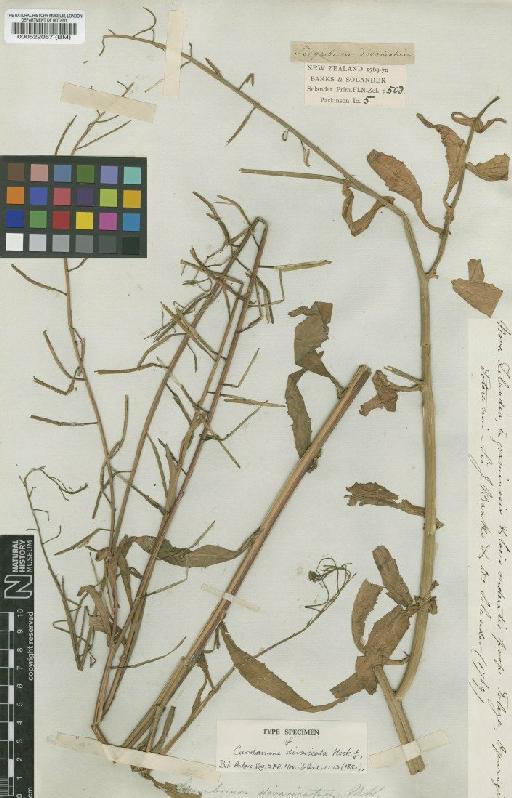 Rorippa stylosa (DC.) Allen - BM000522067