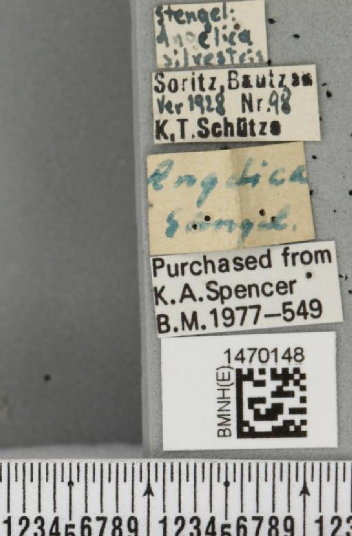 Melanagromyza angeliciphaga Spencer, 1969 - BMNHE_1470148_label_44698