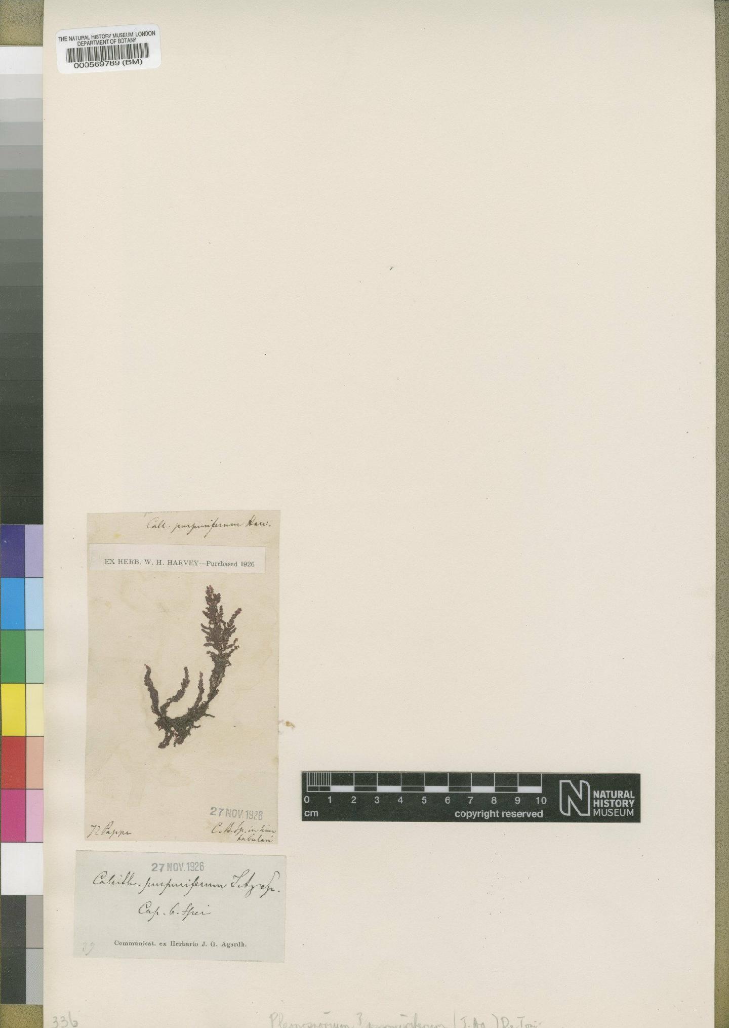 To NHMUK collection (Callithamnion collabens (Rudolphi) L.McIvor & Maggs; Type; NHMUK:ecatalogue:4788098)