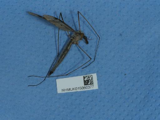 Tipula fulvipennis Walker, 1848 - 015060377_3