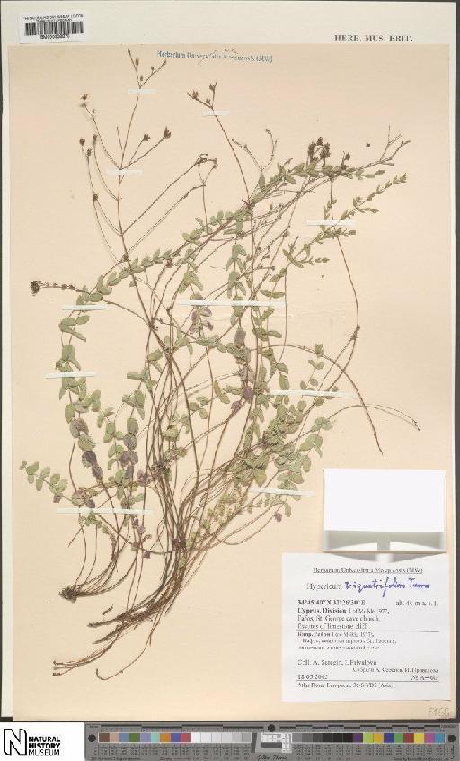 Hypericum triquetrifolium Turra - BM000939973