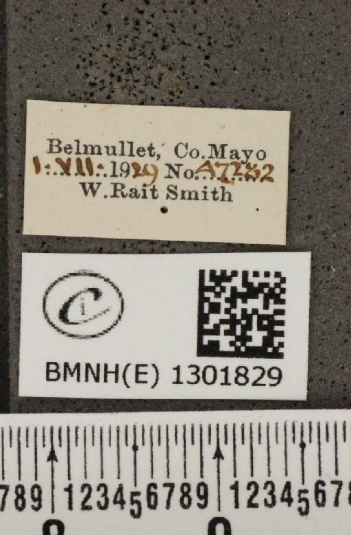 Polyommatus icarus mariscolore (Kane, 1893) - BMNHE_1301829_label_135695