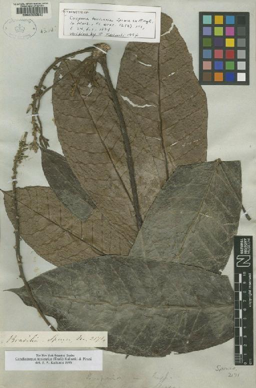 Conchocarpus toxicarius (Spruce ex Engl.) Kallunki & Pirani - BM000630640