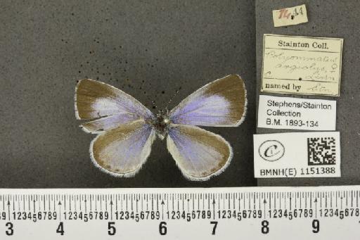 Celastrina argiolus britanna (Verity, 1919) - BMNHE_1151388_b_128231