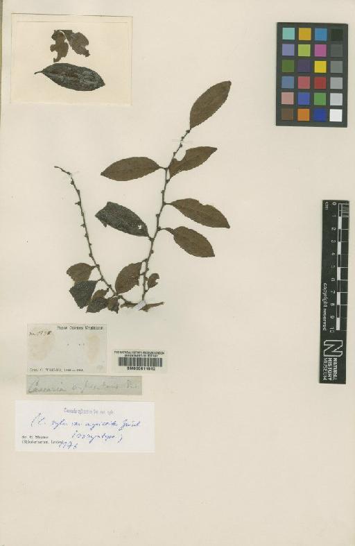 Casearia sylvestris var. sylvestris - BM000611042