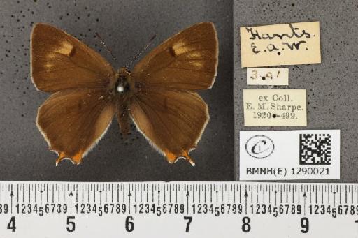 Thecla betulae (Linnaeus, 1758) - BMNHE_1290021_128385