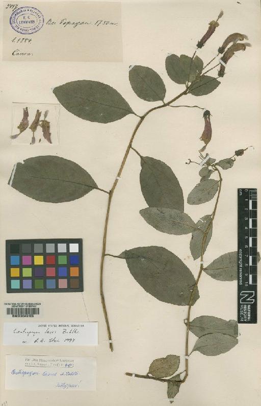 Centropogon laxus Zahlbr - BM000645105