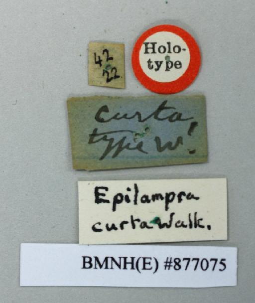 Epilampra curta Walker, 1868 - Epilampra curta Walker, F, 1868, female, holotype, labels. Photographer: Aging Wang. BMNH(E)#877075