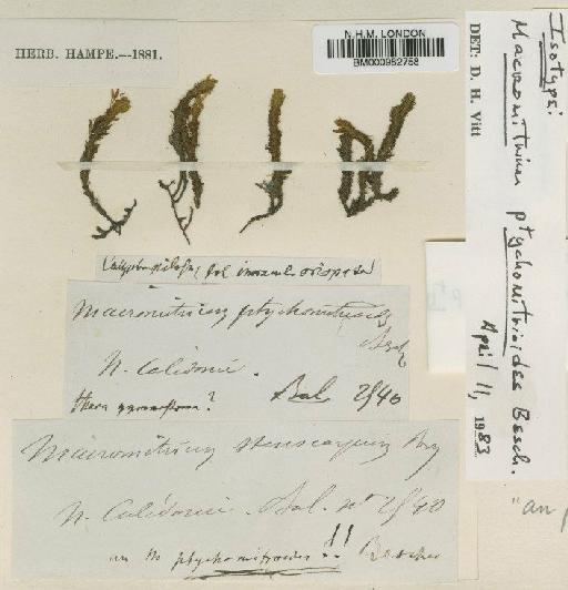 Macromitrium ptychomitrioides Besch. - BM000982758