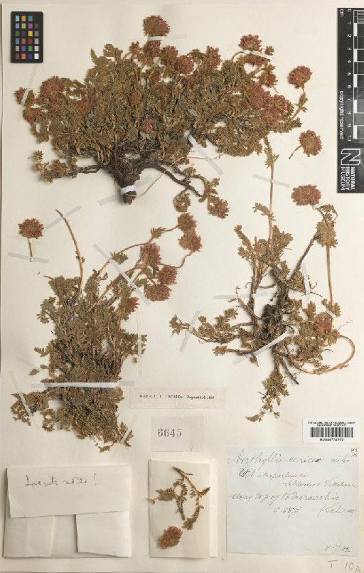 Anthyllis montana subsp. jacquinii Hayek - BM000751272