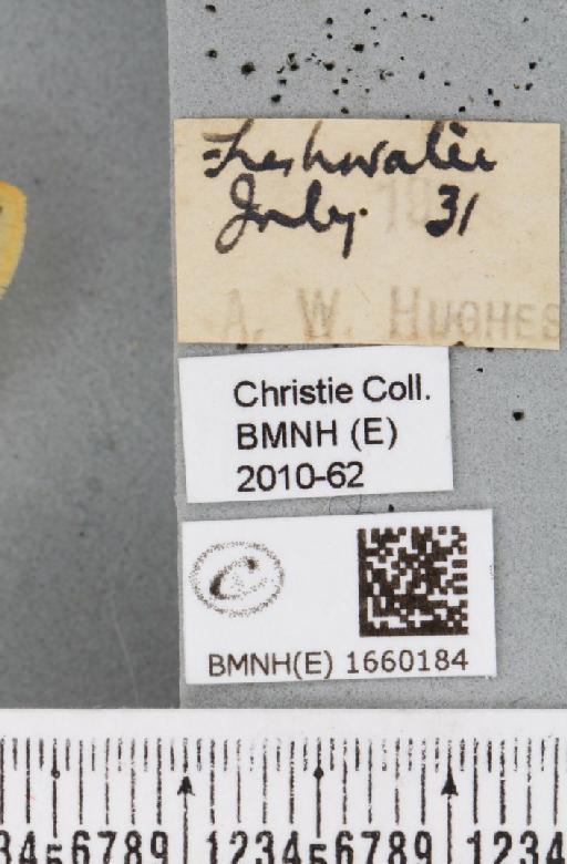 Setina irrorella (Linnaeus, 1758) - BMNHE_1660184_label_290555